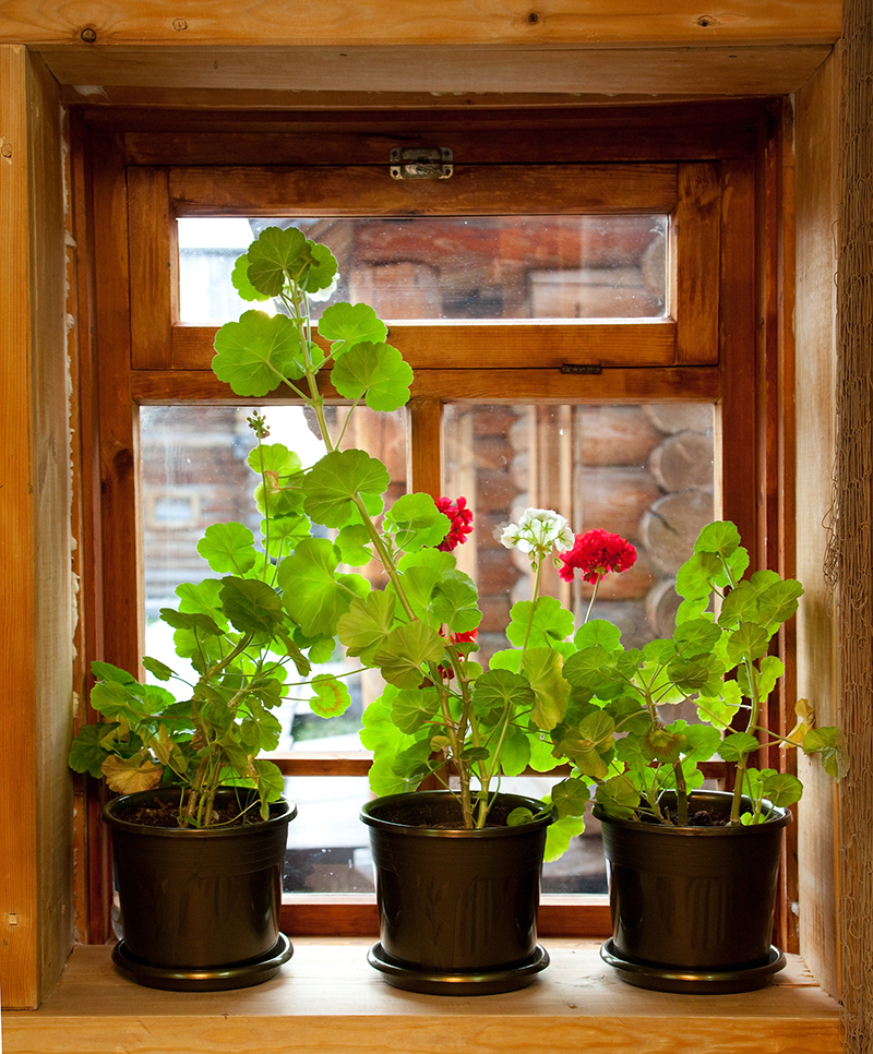 flowers flowers / of flowers