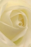 This image draws you intimately into the centre of a creamy white rose, where petals curl with serene precision around a quietly glowing core. The soft light filtering across each petal echoes the early daylight that brings Holloway's green spaces to life, creating delicate shadows and enhancing the flower's sense of depth. There is an air of composed tranquility, as each velvety layer beckons your imagination to explore its gentle texture. The mood is one of peaceful sincerity-perfect for conveying respect, sympathy, or admiration to loved ones across Holloway and the surrounding areas. As a florist deeply rooted in our community, I see in this rose the perfect expression of both tenderness and resilience. Its subtle sweetness-imagined in its understated fragrance-suggests comfort and solace, while the artistic arrangement reflects the thoughtful attention given to every bouquet crafted by Flowers Holloway. The image captures not only the exquisite beauty of the rose but the meaning and care invested in every floral gesture shared among neighbours and friends.